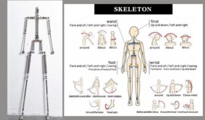 Diagram of the adult doll skeleton